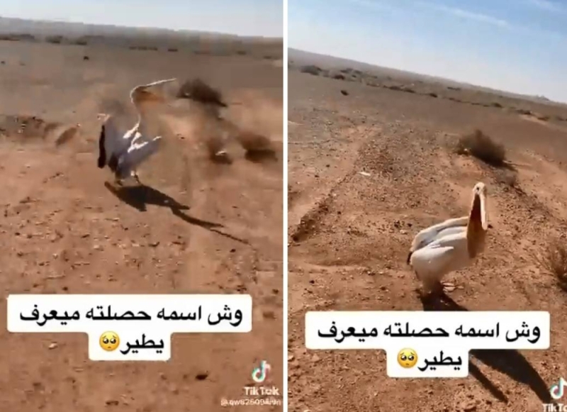 في البر .. مواطن سعودي يعثر على طائر البجع وعندما اقترب منه كانت المفاجاة؟!