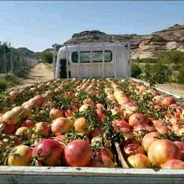 مليشيا الحوثي تمنع المزارعين تصدير الفواكة إلى المحافظات اليمنية