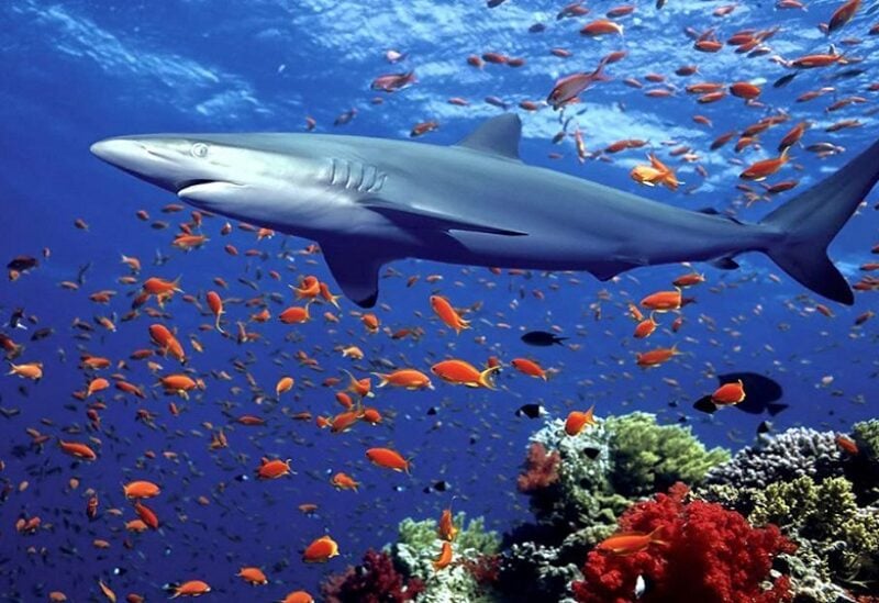 ماذا يحدث لأسماك القرش والدلافين والتماسيح والكائنات البحرية خلال الأعاصير؟ (تابع)
