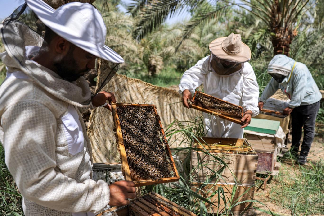 لإيقاف المبيدات القاتلة.. النحّالون في ابين يطلقون نداء استغاثة