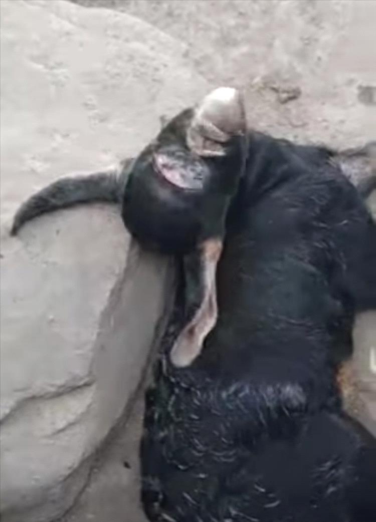 شاة في احدى مناطق اليمن تضع مولودها بملامح وجه تشبه القرد