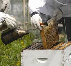 مليشيا الحوثي تدمر خلايا النحل بالمبيدات السامة