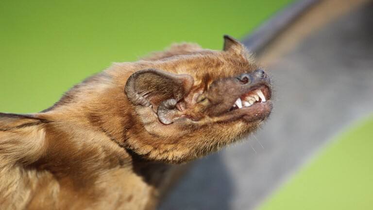 علماء روس يعثرون على أكبر خفاش بهذه المنطقة في أوروبا 