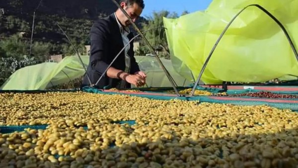 مشاريع تصدير القهوة من اليمن.. هل يستعيد البن اليمني مكانته العالمية؟ (تقرير)