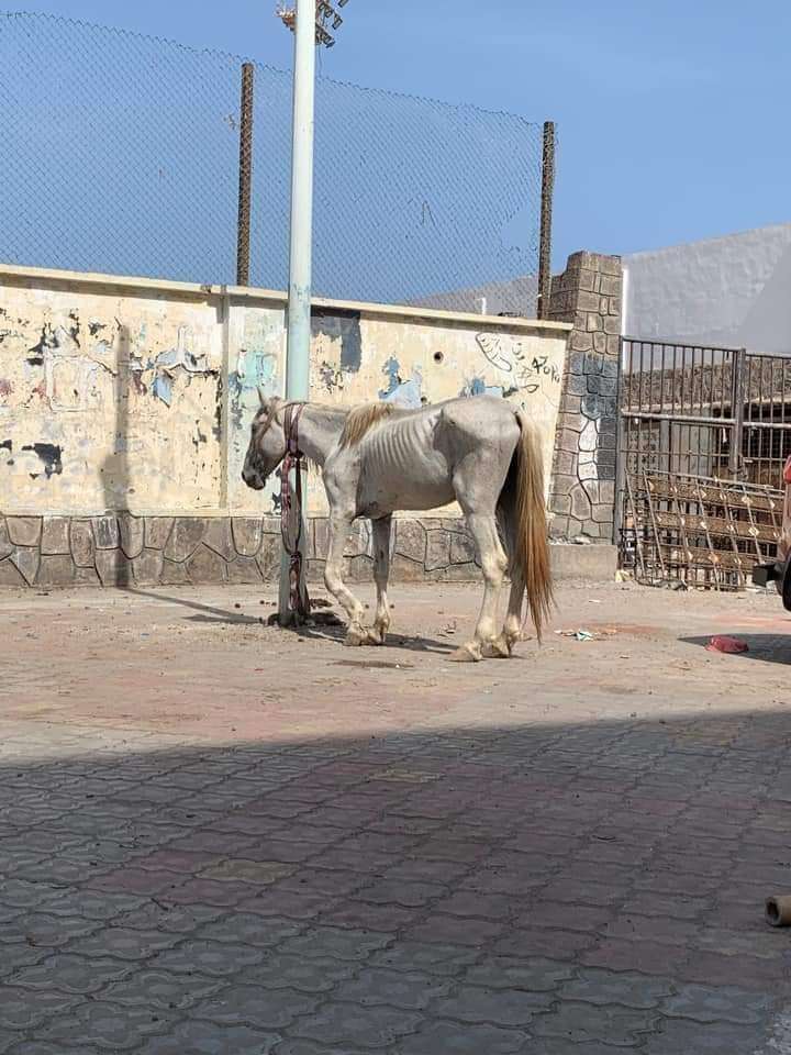 شخص يترك حصانة على قارعة الطريق بعدن 