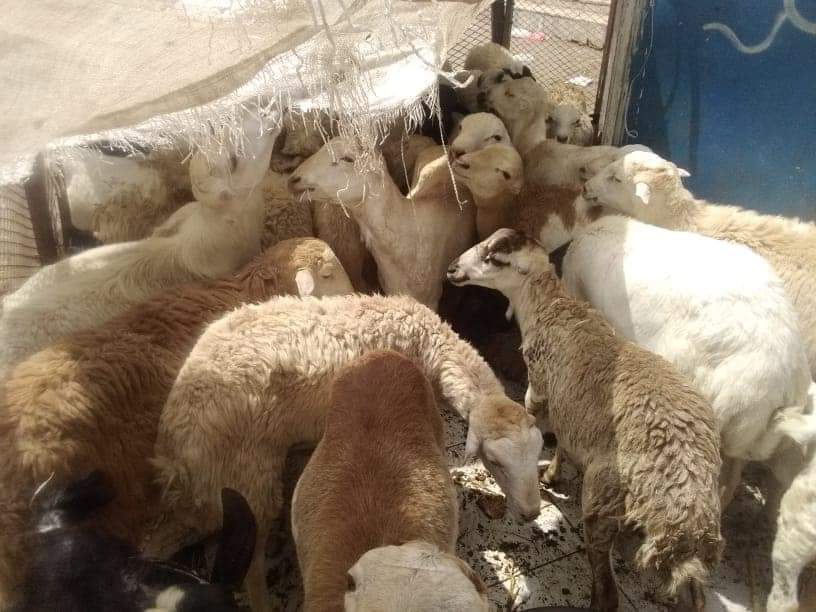 العيد في عدن.. عائلات متعففة تئن مع توسع دائرة المعاناة وتستغني عن شراء الأضاحي