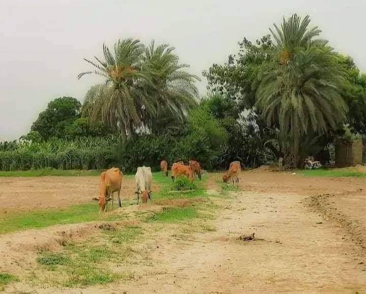 استمرار الحرب يفقد اليمن ملايين الدولارات نتيجة تدهور الأراضي الزراعية