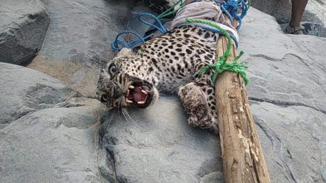 ماذا طالب الأهالي مقابل إطلاقه.. شاهد تفاصيل جديدة في قصة النمر العربي المحتجز في هذة المحافظة.. شاهد الفيديو 