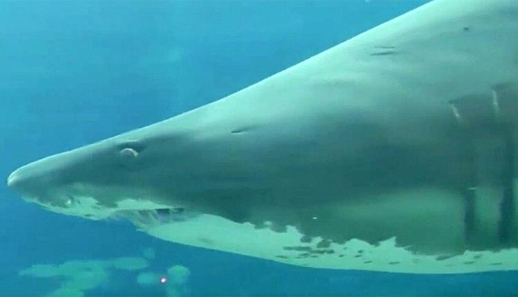  حوت ضخم يظهر في شواطئ عدن ويثير الخوف لدى السكان