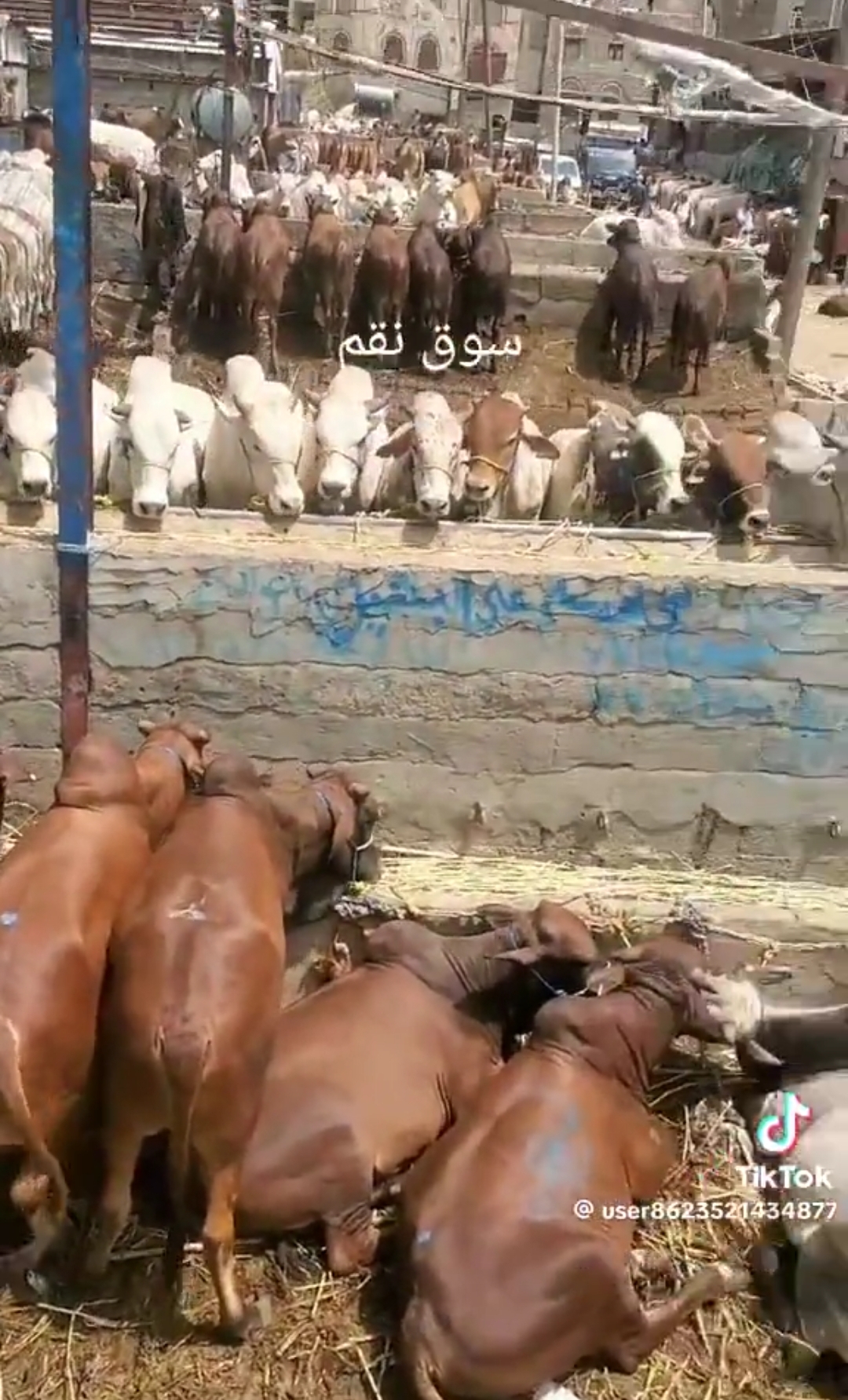 أسواق المواشي في صنعاء خالية من المواطنين قبل عيد الأضحى!