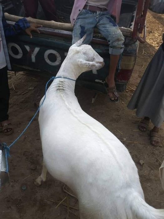 شاهد .. أغلى أضحية في العالم تظهر في اليمن .. وهذا هو سعره الخيالي