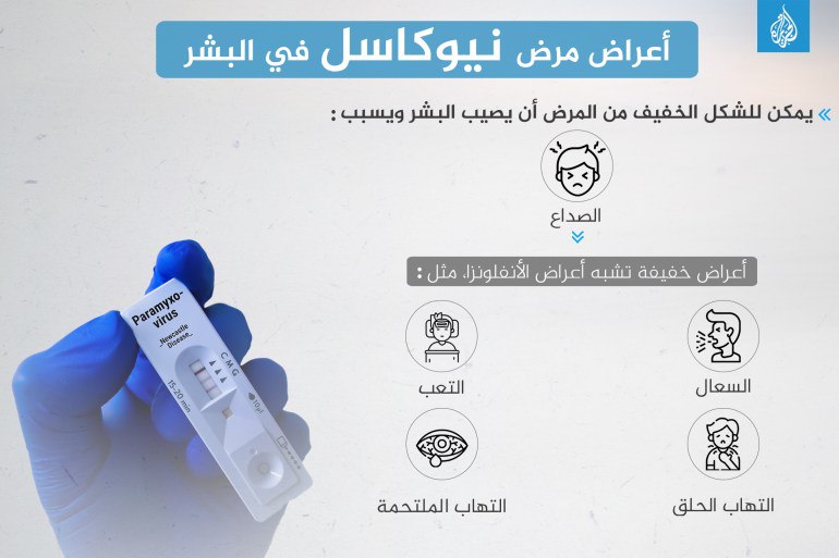 هل مرض نيوكاسل يعدي الإنسان؟.. إجابات مذهلة!