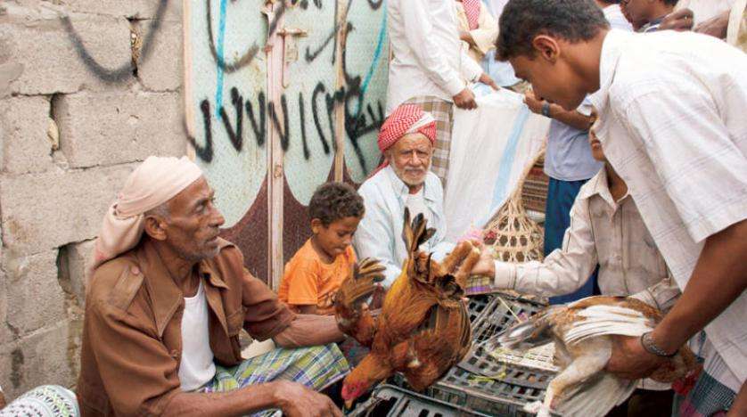 شاهد ارتفاع غير معقول في أسعار الدجاج بمناطق الحوثيين