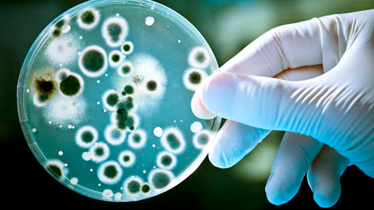 "الصحة العالمية" تحدث قائمة البكتيريا المقاومة للأدوية الأشد خطرا