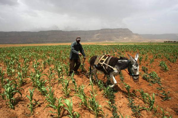 مع تفاقم الأوضاع.. المزارعون في دائرة استهداف مليشيا الحوثي الإرهابية