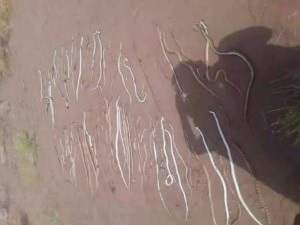 شاهد شاب يقتل خمسين ثعبانا في الحديدة " صورة"