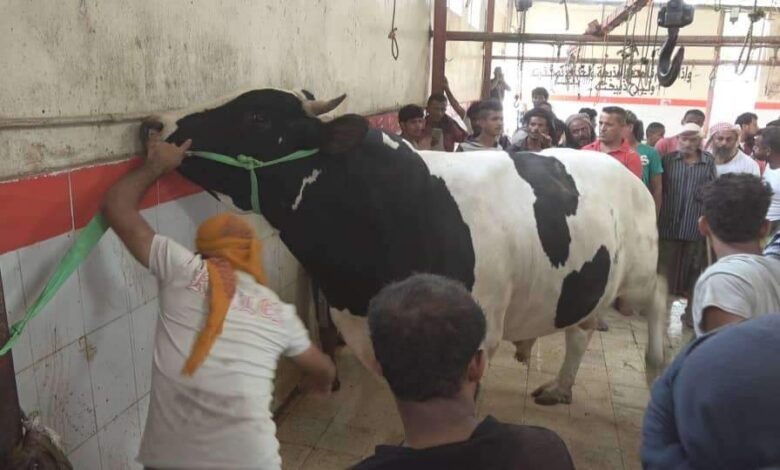 ذبح أكبر وأغلى ثور في اليمن و في هذه المزارع تمت تربيته .. صورة 