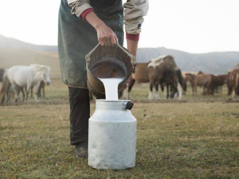 توقيع مذكرة تعاون بين السعودية وكازاخستان ولأول مرة لاستثمار حليب الخيول