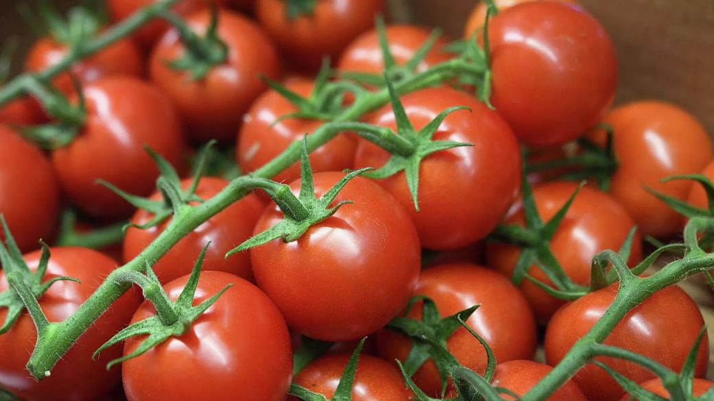هل يمكن تخزين الطماطم في الثلاجة؟ .. تعرَّف على الأطعمة التي لا يجب تبريدها 