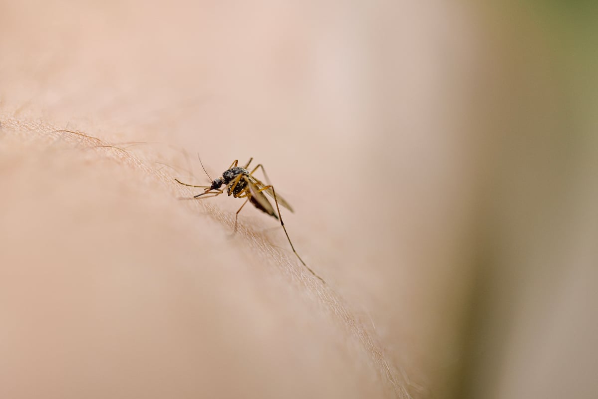 Les maladies des moustiques constituent une menace croissante dans le monde entier