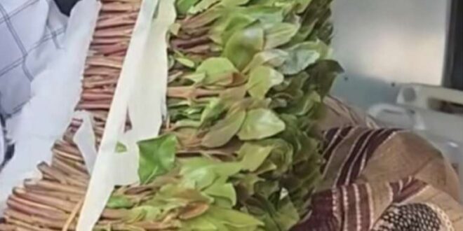 ـ4 ملايين ريال قيمة حبة قات في عدن  كأغلى سعر في تأريخ المدينة!